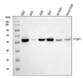 Anti-PTBP1 Antibody Picoband®