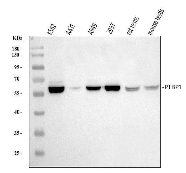 Anti-PTBP1 Antibody Picoband®