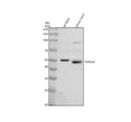 Anti-PNPLA2 Antibody Picoband®