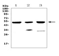 Anti-HTRA1 Antibody Picoband®
