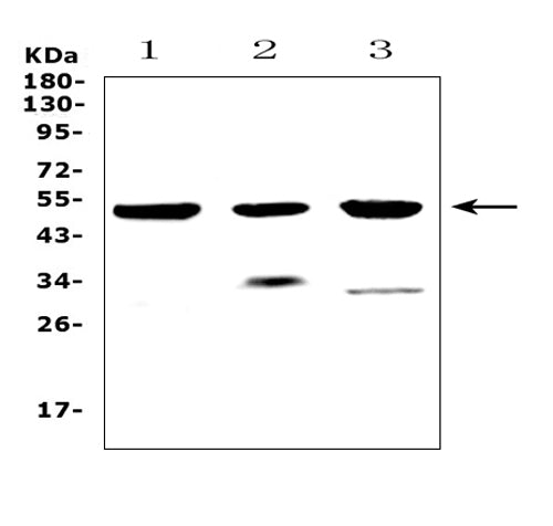 Anti-HTRA1 Antibody Picoband®