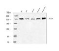 Anti-ACACA Antibody Picoband®
