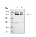 Anti-ACACA Antibody Picoband®