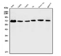 Anti-ERM/Etv5 Antibody Picoband®