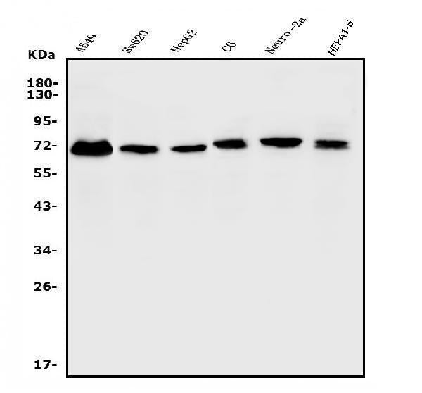 Anti-ERM/Etv5 Antibody Picoband®