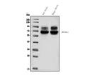 Anti-Kv1.1 potassium channel/KCNA1 Antibody Picoband®