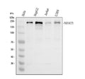 Anti-NFAT5 Antibody Picoband®