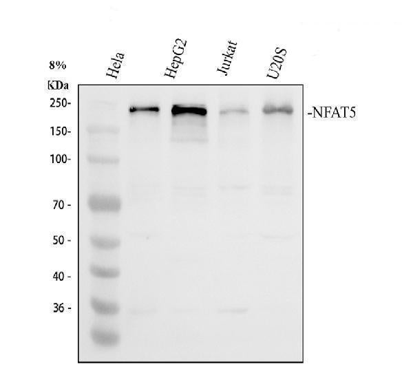 Anti-NFAT5 Antibody Picoband®
