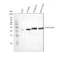 Anti-CD90/Thy1 Antibody Picoband®