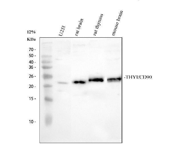 Anti-CD90/Thy1 Antibody Picoband®