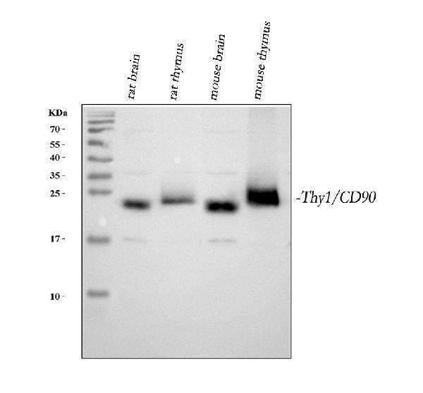 Anti-CD90/Thy1 Antibody Picoband®