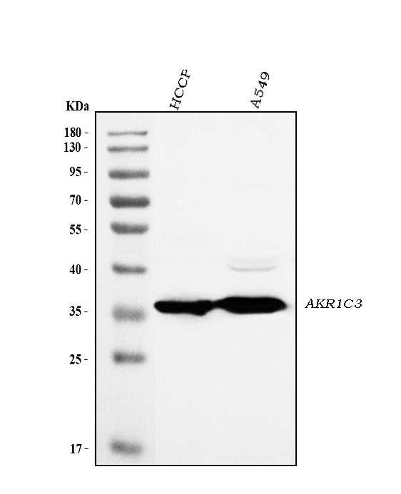 Anti-AKR1C3 Antibody Picoband®