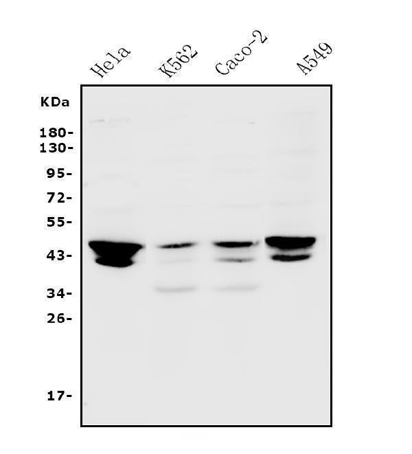 Anti-JUNB Antibody Picoband®
