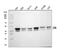 Anti-JUNB Antibody Picoband®