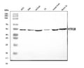 Anti-5HT1B/HTR1B Antibody Picoband®