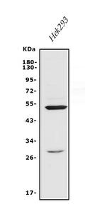 Anti-Endothelin A Receptor/ET-A/EDNRA Antibody Picoband®