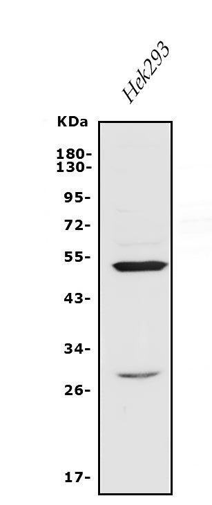 Anti-Endothelin A Receptor/ET-A/EDNRA Antibody Picoband®