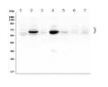 Anti-GLB1/Beta-galactosidase Antibody Picoband®