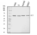 Anti-TRP2/DCT Antibody Picoband®
