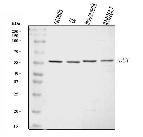 Anti-TRP2/DCT Antibody Picoband®