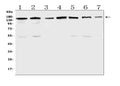 Anti-PER3 Antibody Picoband®