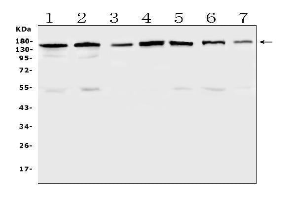 Anti-PER3 Antibody Picoband®