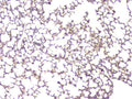 Anti-BMP15 Antibody Picoband®