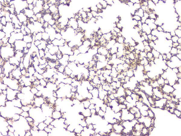 Anti-BMP15 Antibody Picoband®