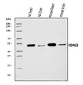 Anti-HDAC8 Antibody Picoband®