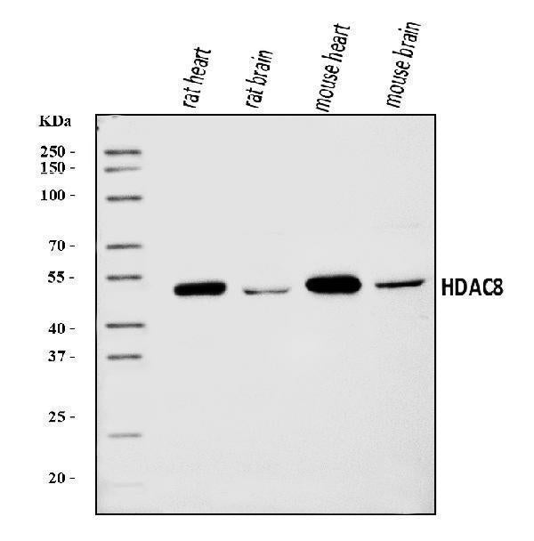 Anti-HDAC8 Antibody Picoband®