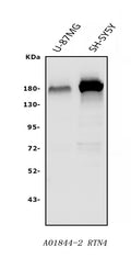 Anti-Nogo A/RTN4 Antibody Picoband®