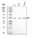 Anti-FOXG1 Antibody Picoband®