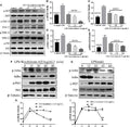 Anti-Beta Tubulin/TUBB Antibody Picoband®
