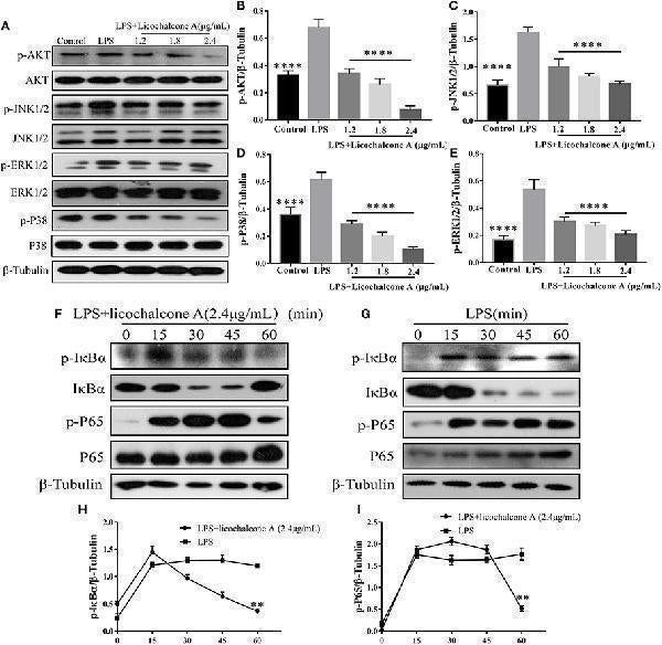Anti-Beta Tubulin/TUBB Antibody Picoband®