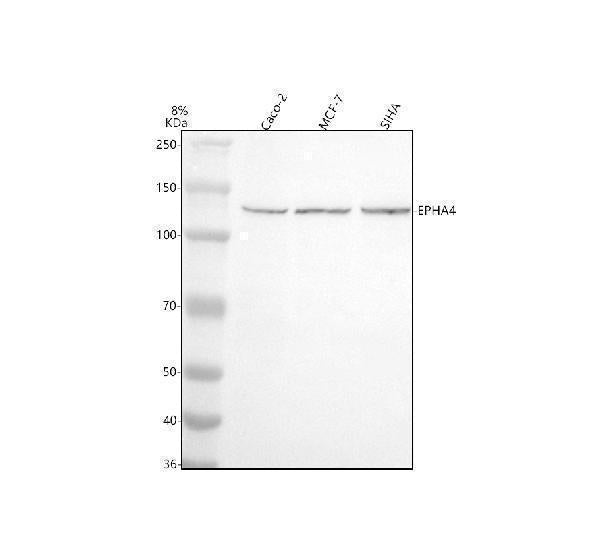Anti-EPHA4 Antibody Picoband®