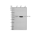 Anti-SERPINE2 Antibody Picoband®