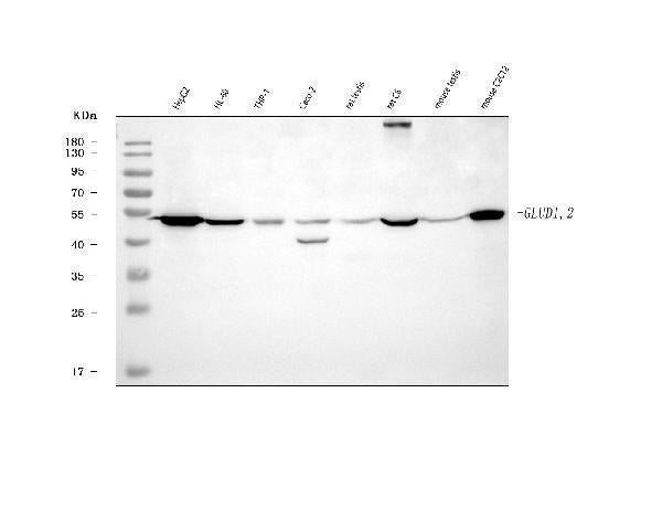 Anti-GLUD1/2 Antibody Picoband®