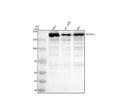 Anti-TOPBP1 Antibody Picoband®