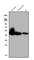 Anti-GAP43 Antibody Picoband®