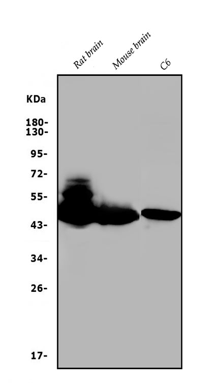 Anti-GAP43 Antibody Picoband®