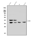 Anti-GAP43 Antibody Picoband®