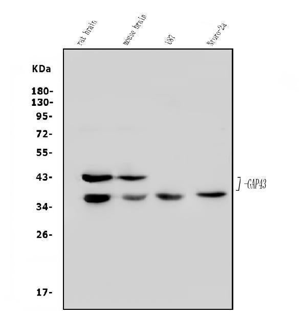 Anti-GAP43 Antibody Picoband®