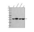 Anti-TMEM173/STING Antibody Picoband®
