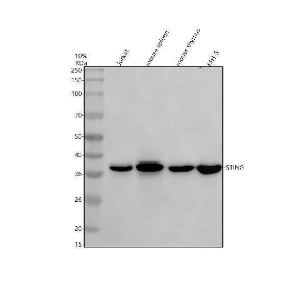 Anti-TMEM173/STING Antibody Picoband®