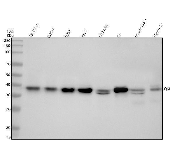 Anti-QKI Antibody Picoband®