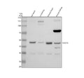 Anti-PDGFD Antibody Picoband®