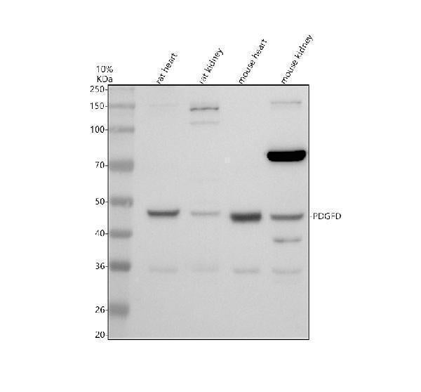 Anti-PDGFD Antibody Picoband®