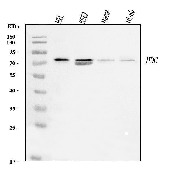 Anti-Histidine decarboxylase/HDC Antibody Picoband®