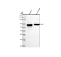 Anti-OAS2 Antibody Picoband®