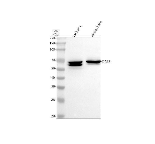 Anti-OAS2 Antibody Picoband®